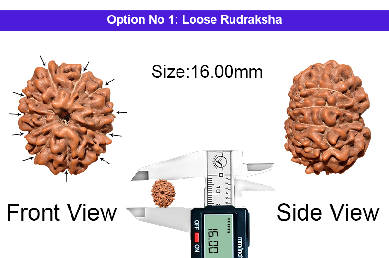 11 Mukhi Indonesian Rudraksha-RD-11-I-76-1