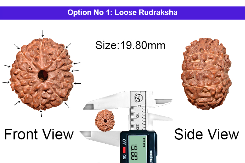 11 Mukhi Indonesian Collector Rudraksha-RD-11-I-77-1