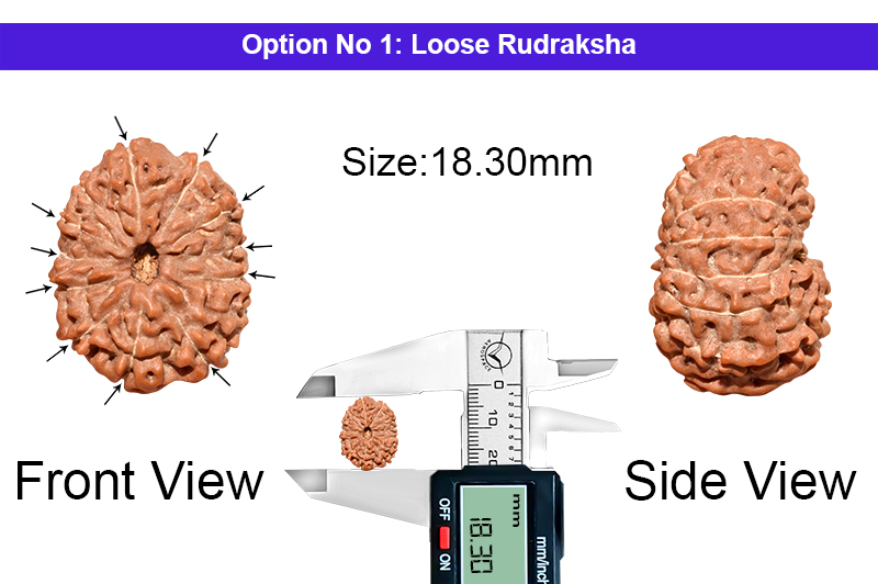 11 Mukhi Indonesian Rudraksha-RD-11-I-79-1