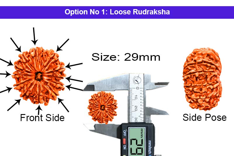 12 Mukhi Collector Nepali Rudraksha-RD-12-C-A-10-1