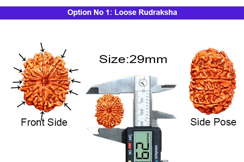 12 Mukhi Collector Nepali Rudraksha-RD-12-C-A-12-1