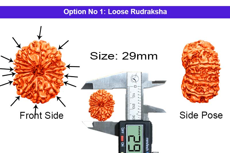 12 Mukhi Collector Nepali Rudraksha-RD-12-C-A-14-1