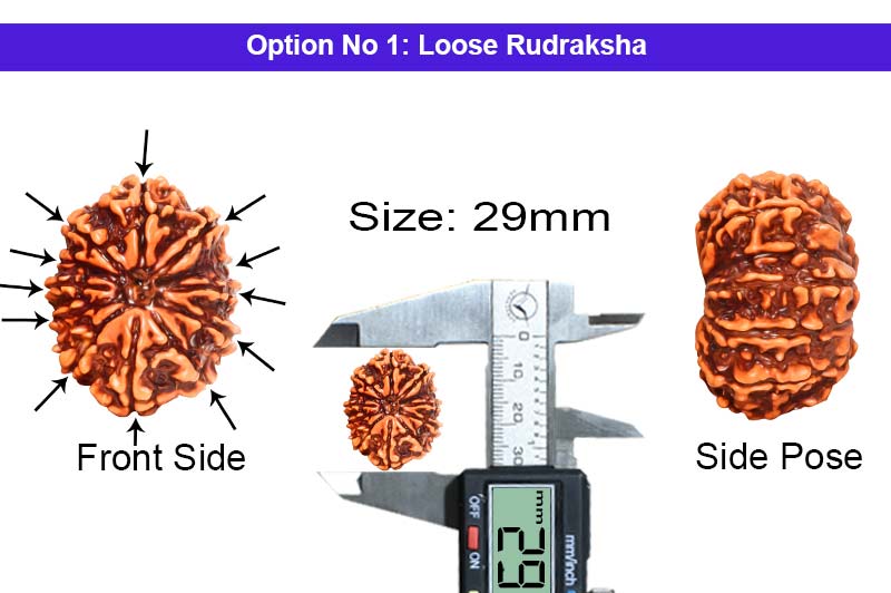 12 Mukhi Collector Nepali Rudraksha-RD-12-C-A-15-1