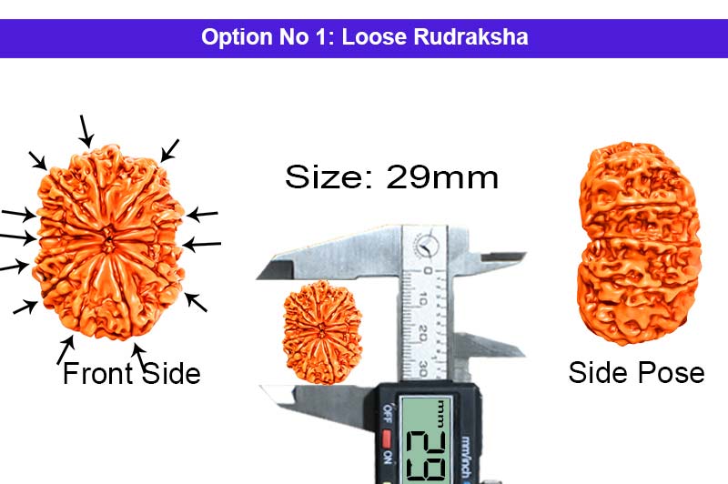 12 Mukhi Collector Nepali Rudraksha-RD-12-C-A-16-1