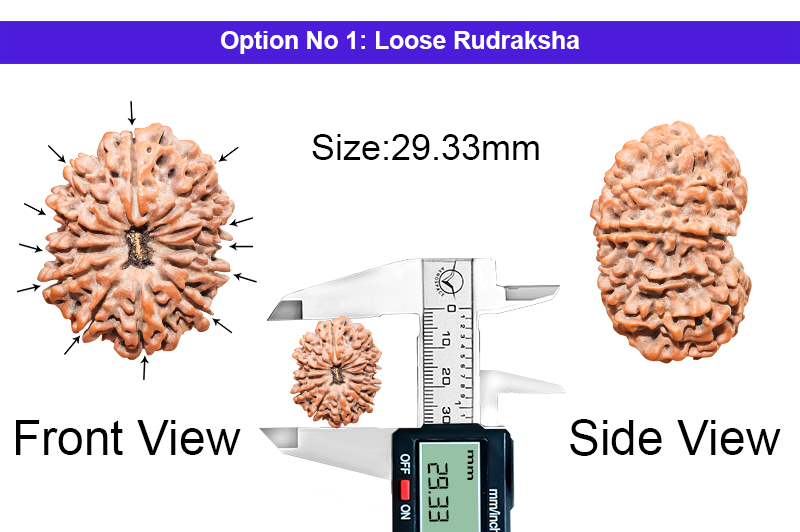 12 Mukhi Medium Nepali Rudraksha-RD-12-C-A-20-1