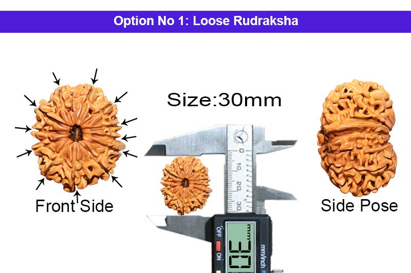 12 Mukhi Collector Nepali Rudraksha-RD-12-C-B-26-1