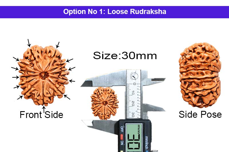 12 Mukhi Collector Nepali Rudraksha-RD-12-C-B-28-1