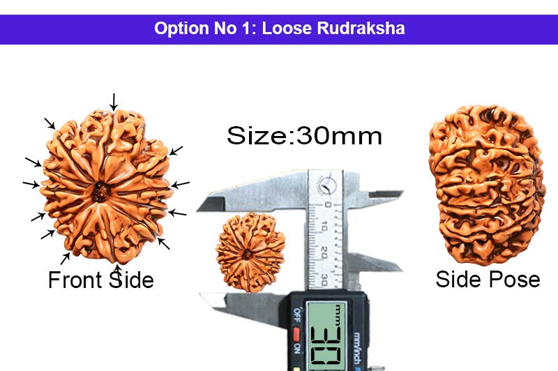 12 Mukhi Collector Nepali Rudraksha-RD-12-C-B-29-1