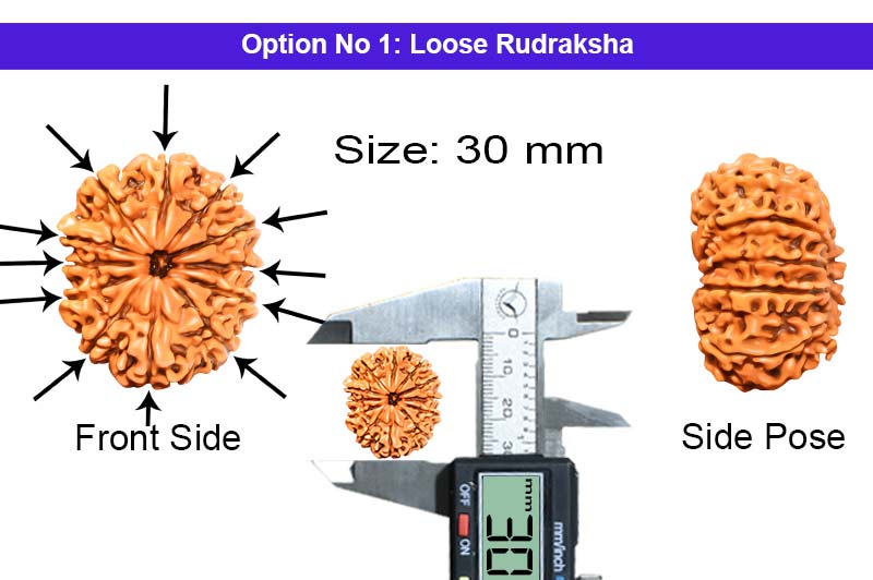 12 Mukhi Collector Nepali Rudraksha-RD-12-C-B-30-1