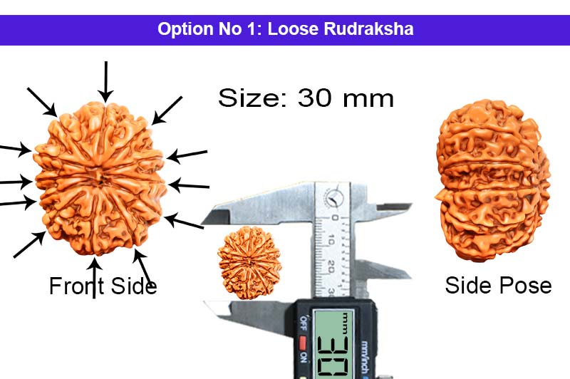 12 Mukhi Collector Nepali Rudraksha-RD-12-C-B-31-1