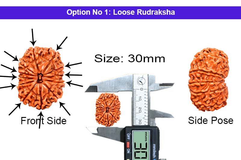 12 Mukhi Collector Nepali Rudraksha-RD-12-C-B-34-1