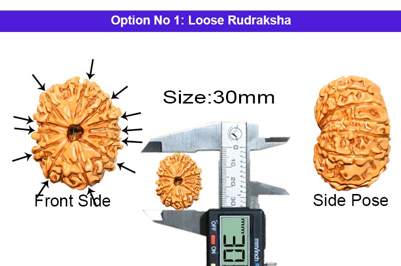 12 Mukhi Collector Nepali Rudraksha-RD-12-C-B-35-1