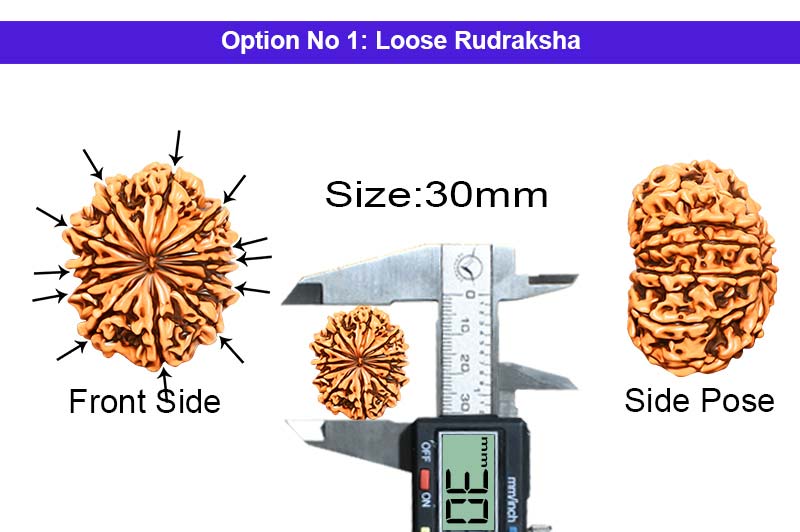 12 Mukhi Collector Nepali Rudraksha-RD-12-C-B-37-1