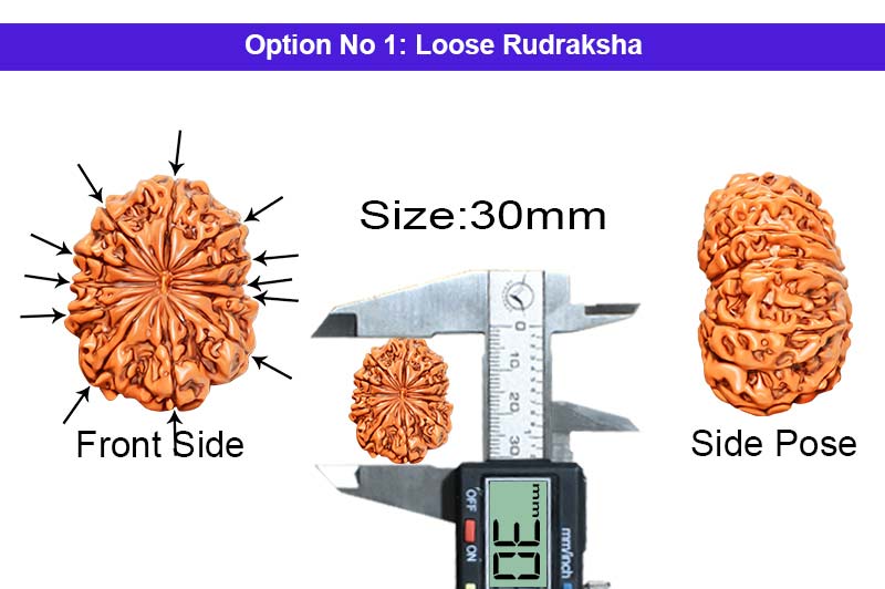 12 Mukhi Collector Nepali Rudraksha-RD-12-C-B-38-1