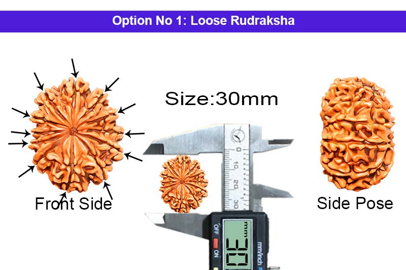 12 Mukhi Collector Nepali Rudraksha-RD-12-C-B-39-1