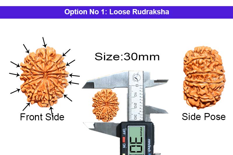 12 Mukhi Collector Nepali Rudraksha-RD-12-C-B-40-1