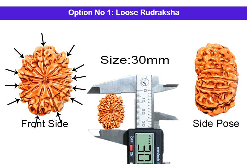 12 Mukhi Collector Nepali Rudraksha-RD-12-C-B-41-1