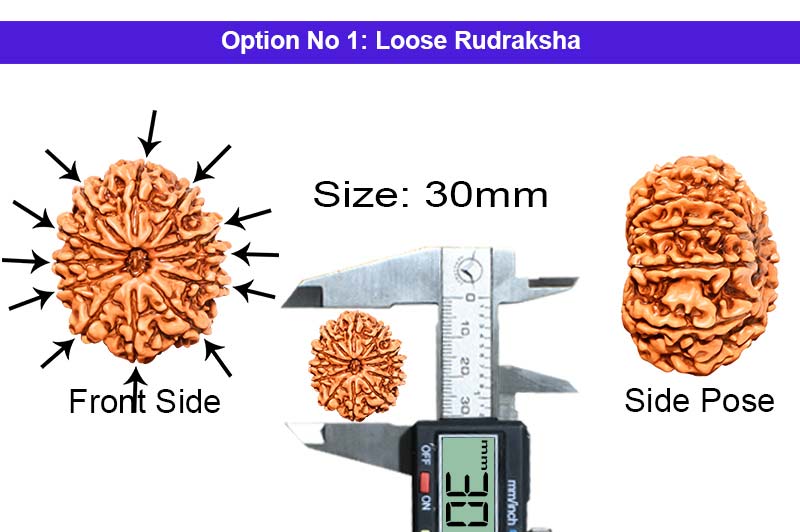 12 Mukhi Collector Nepali Rudraksha-RD-12-C-B-42-1