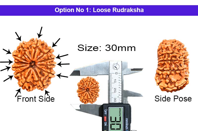 12 Mukhi Collector Nepali Rudraksha-RD-12-C-B-43-1