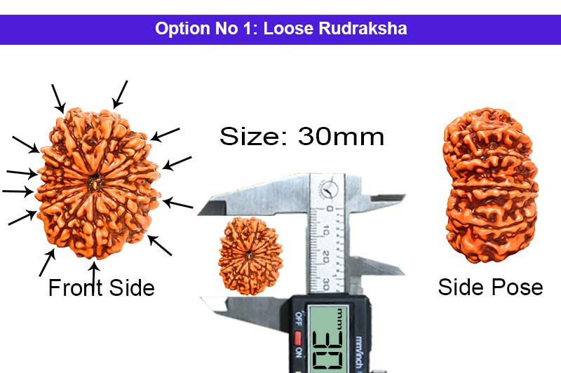 12 Mukhi Collector Nepali Rudraksha-RD-12-C-B-45-1