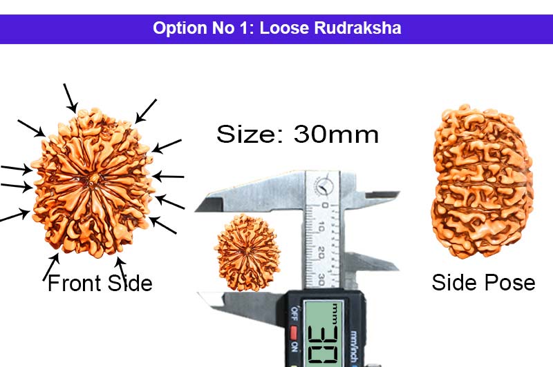 12 Mukhi Collector Nepali Rudraksha-RD-12-C-B-46-1