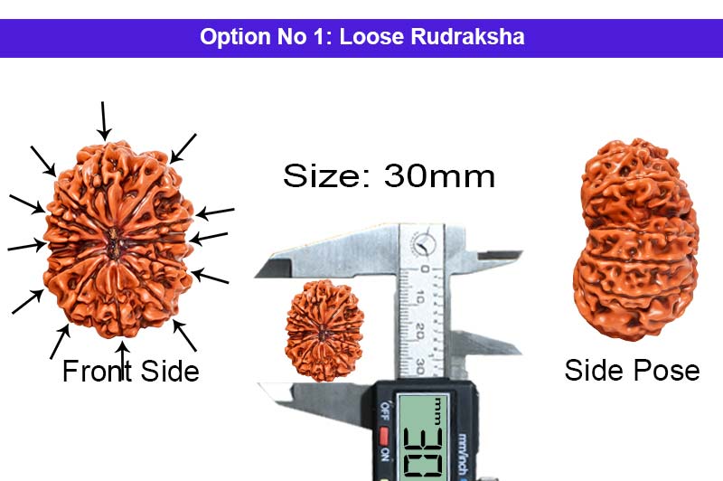 12 Mukhi Collector Nepali Rudraksha-RD-12-C-B-47-1