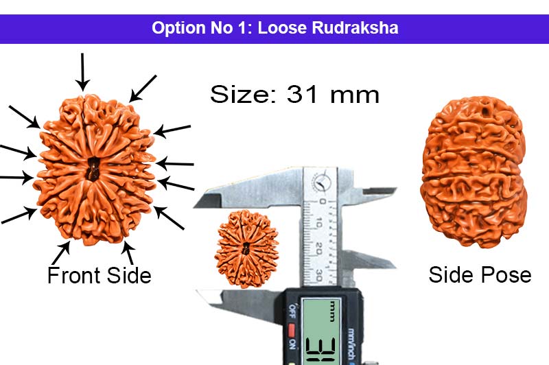 12 Mukhi Collector Nepali Rudraksha-RD-12-C-B-49-1