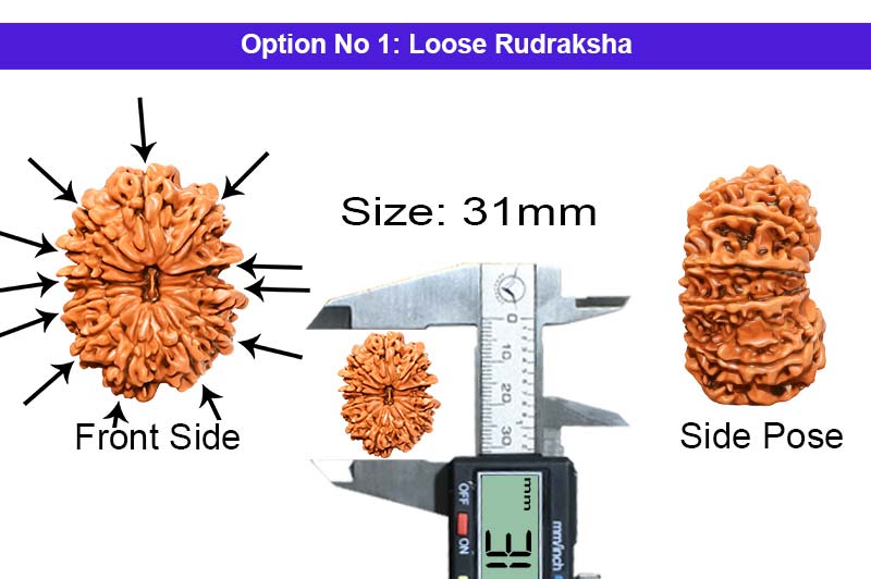 12 Mukhi Collector Nepali Rudraksha-RD-12-C-B-50-1