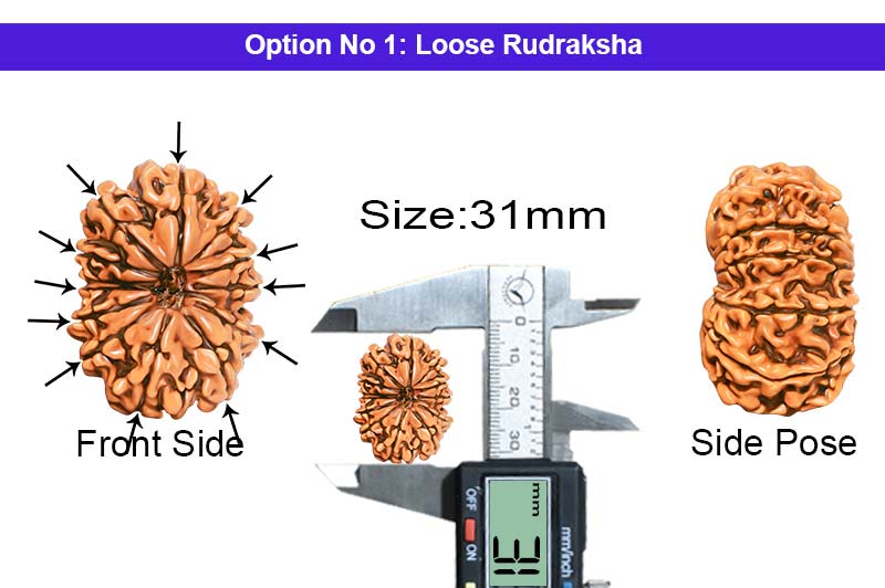 12 Mukhi Collector Nepali Rudraksha-RD-12-C-B-51-1