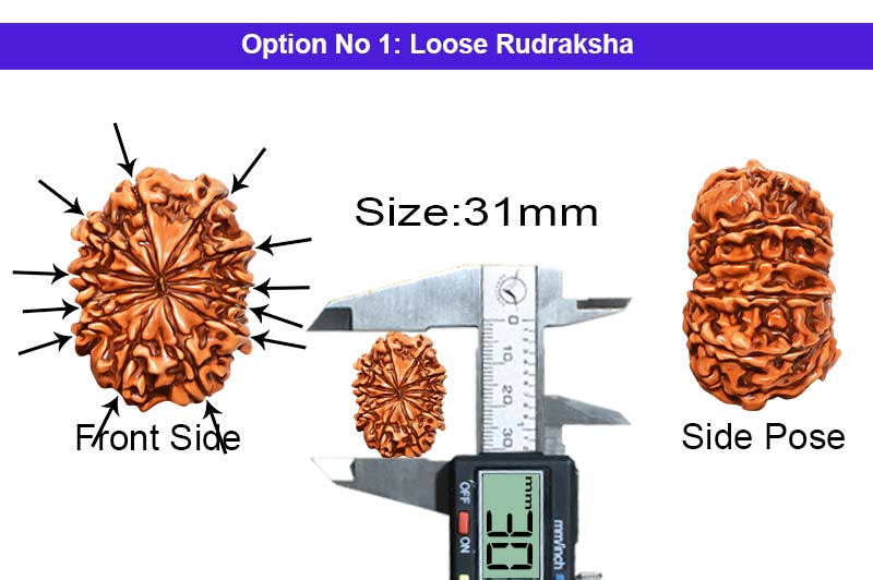 12 Mukhi Collector Nepali Rudraksha-RD-12-C-B-52-1