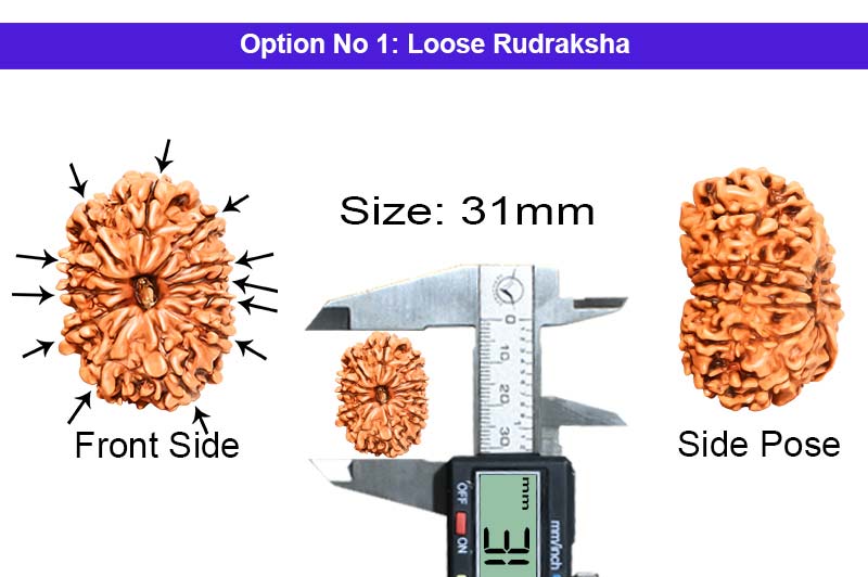 12 Mukhi Collector Nepali Rudraksha-RD-12-C-B-53-1