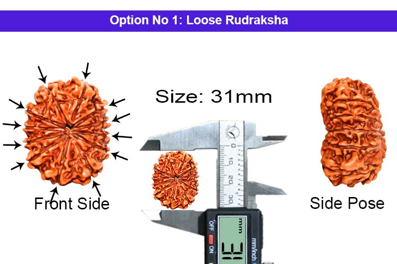 12 Mukhi Collector Nepali Rudraksha-RD-12-C-B-55-1