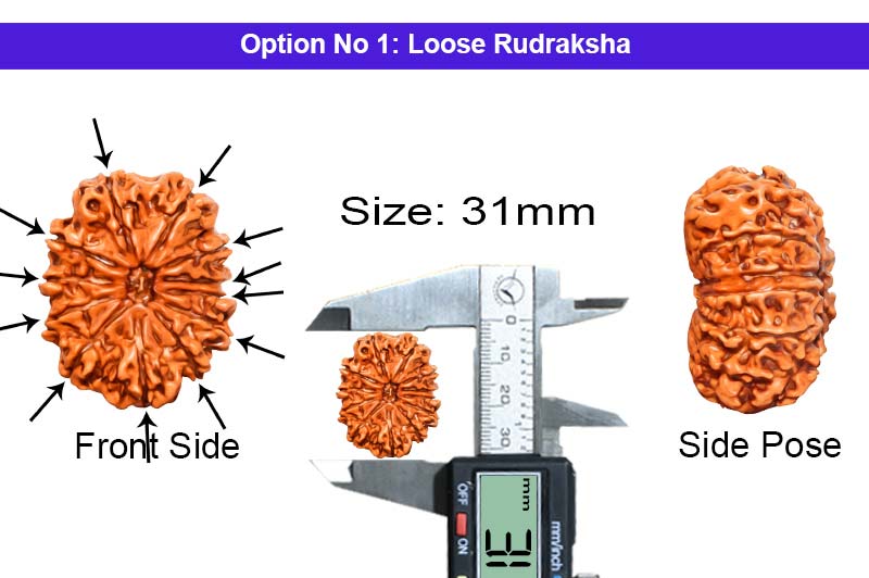 12 Mukhi Collector Nepali Rudraksha-RD-12-C-B-56-1