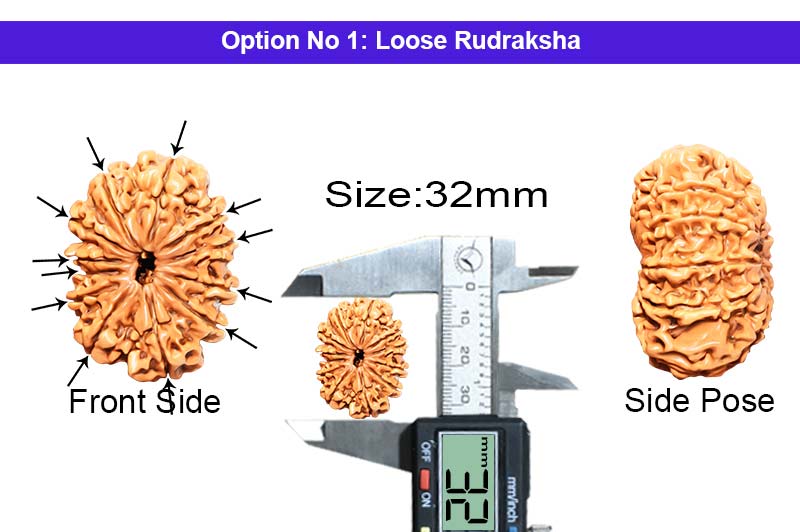 12 Mukhi Collector Nepali Rudraksha-RD-12-C-B-58-1