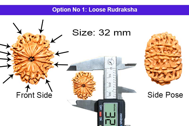 12 Mukhi Collector Nepali Rudraksha-RD-12-C-B-59-1