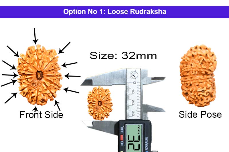 12 Mukhi Collector Nepali Rudraksha-RD-12-C-B-60-1