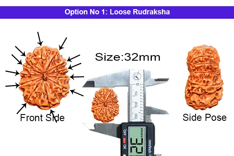 12 Mukhi Collector Nepali Rudraksha-RD-12-C-B-62-1