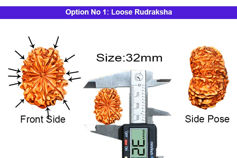 12 Mukhi Collector Nepali Rudraksha-RD-12-C-B-63-1