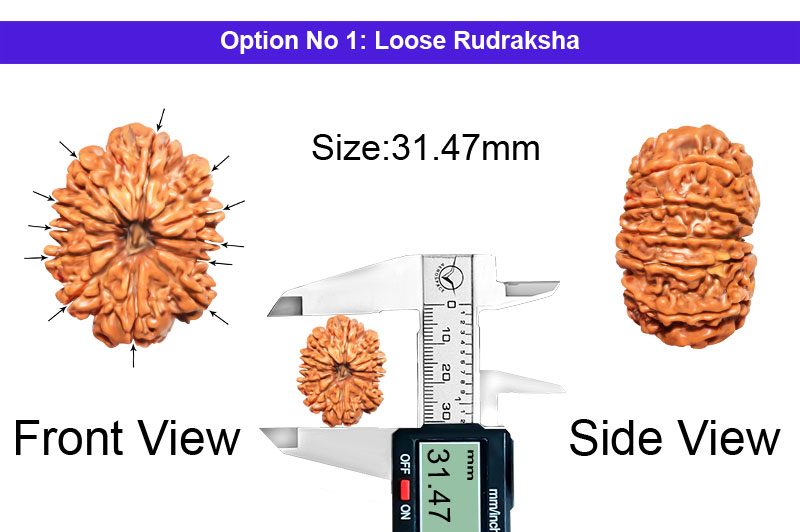 12 Mukhi Collector Nepali Rudraksha-RD-12-C-B-65-1