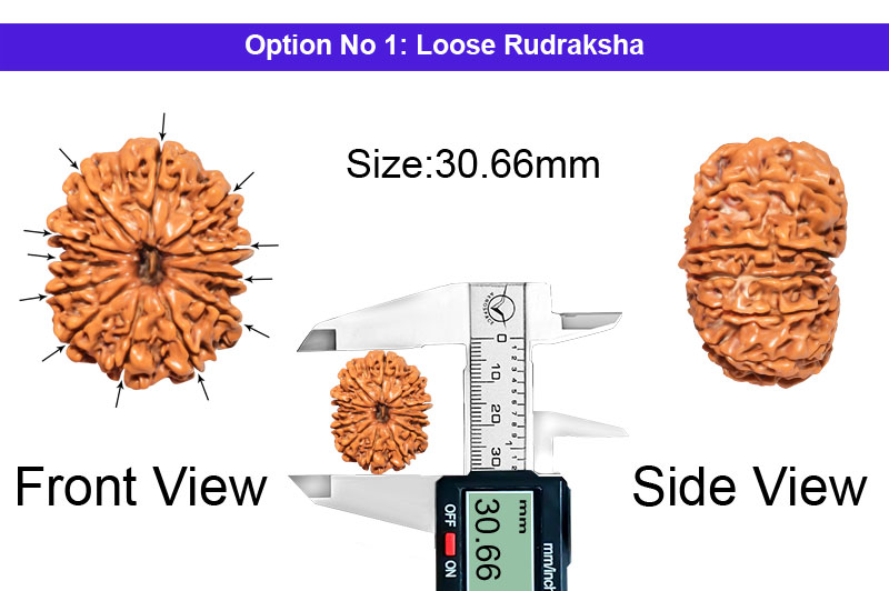 12 Mukhi Collector Nepali Rudraksha-RD-12-C-B-66-1