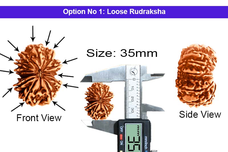 12 Mukhi Super Collector Nepali Rudraksha-RD-12-C-C-03-1