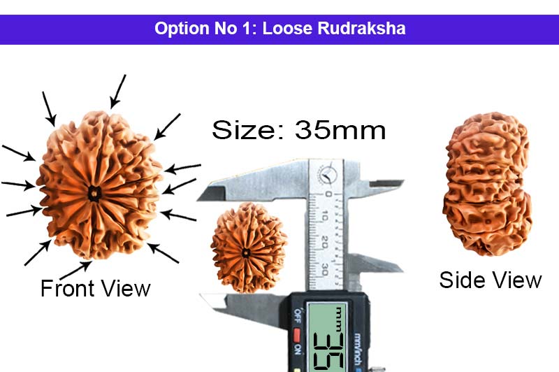 12 Mukhi Super Collector Nepali Rudraksha-RD-12-C-C-04-1