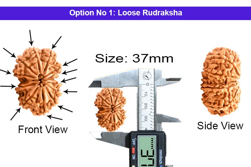 12 Mukhi Super Collector Nepali Rudraksha-RD-12-C-C-05-1