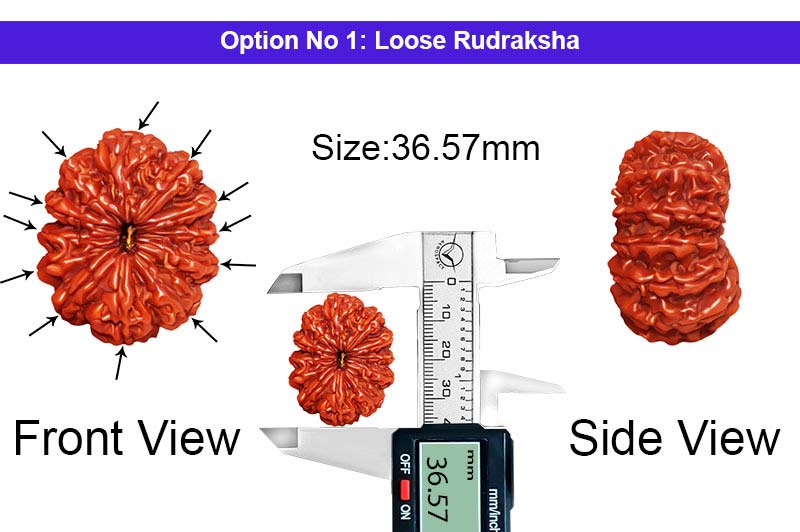 12 Mukhi Collector Nepali Rudraksha-RD-12-C-C-08-1