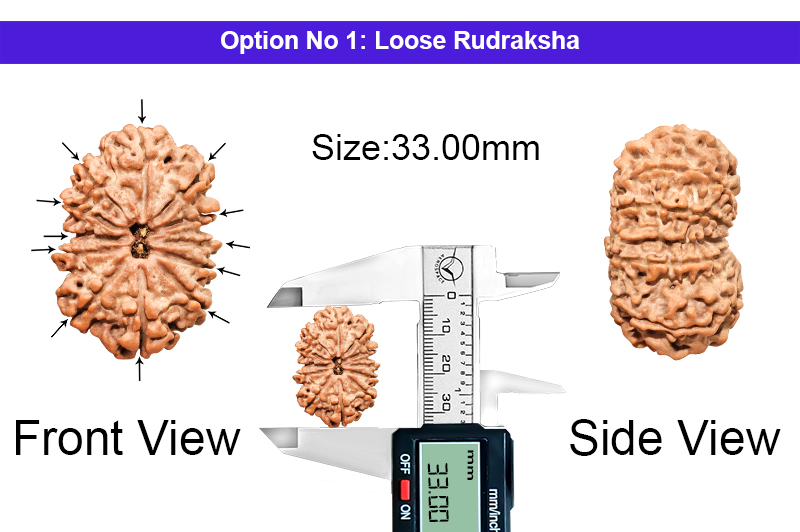 12 Mukhi Collector Nepali Rudraksha-RD-12-C-C-09-1