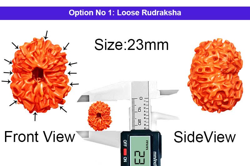 12 Mukhi Indonesian Collector Rudraksha-RD-12-I-43-1