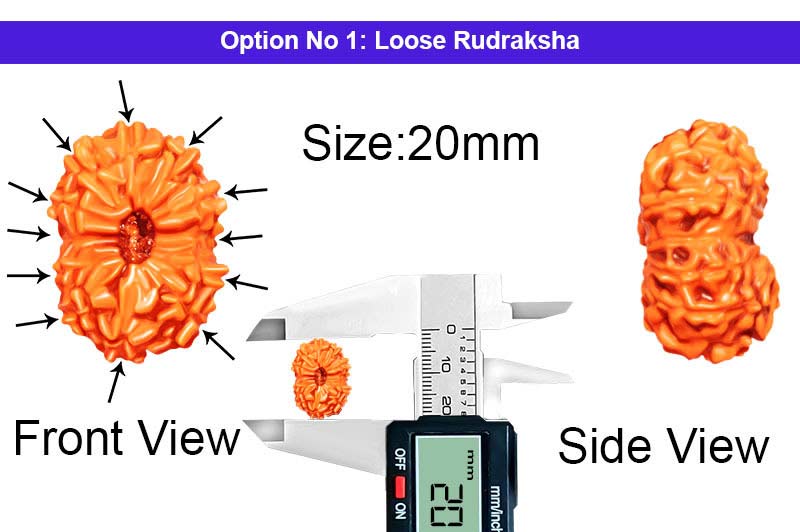 12 Mukhi Indonesian Collector Rudraksha-RD-12-I-45-1