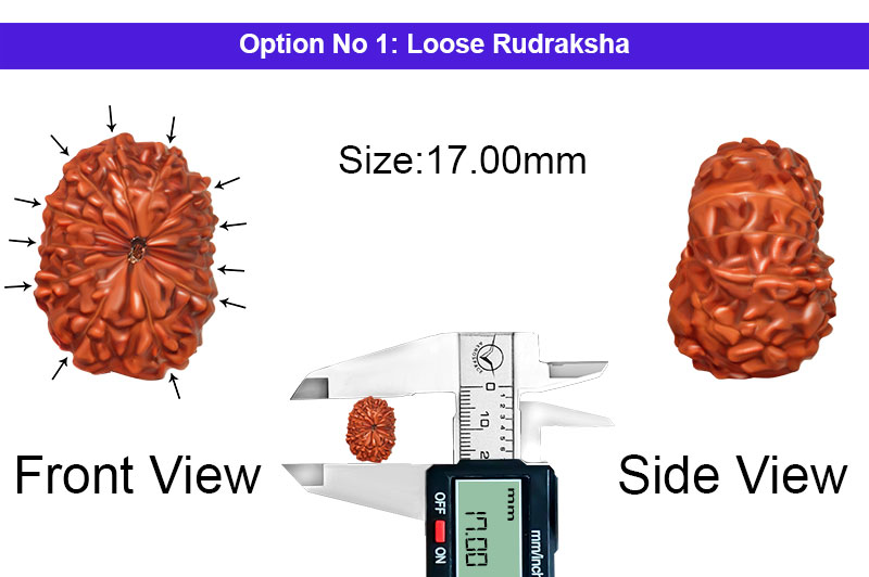 12 Mukhi Indonesian Rudraksha-RD-12-I-47-1