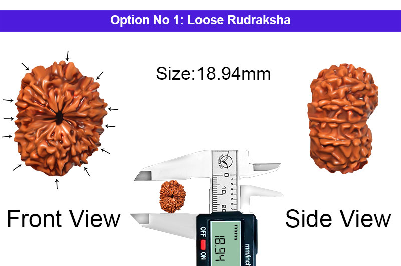 12 Mukhi Indonesian Collector Rudraksha-RD-12-I-53-1