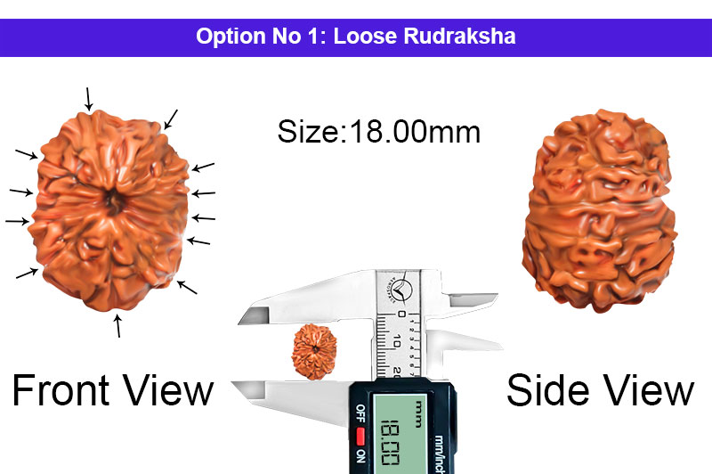 12 Mukhi Indonesian Collector Rudraksha-RD-12-I-54-1